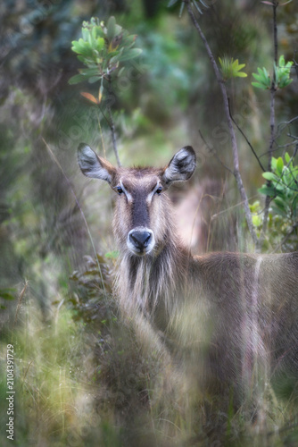 Canvastavla Female waterbuck standing in dense green vegetation looking at camera, African w