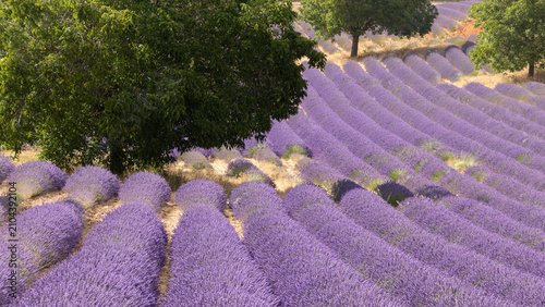 Obraz na płótnie Lavender field with tree in Caleruega, Burgos, Spain