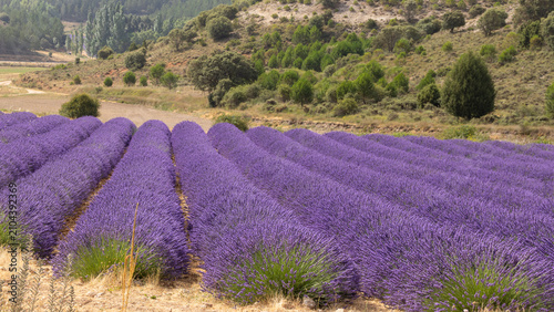 Obraz na płótnie Diagonal lavender rows in Caleruega, Burgos, Spain