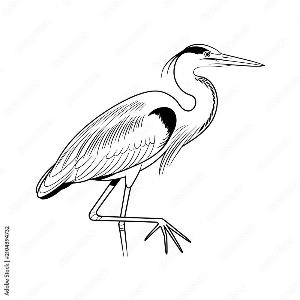 Fototapeta premium Black and white line art drawing of a standing great blue heron bird isolated on white background