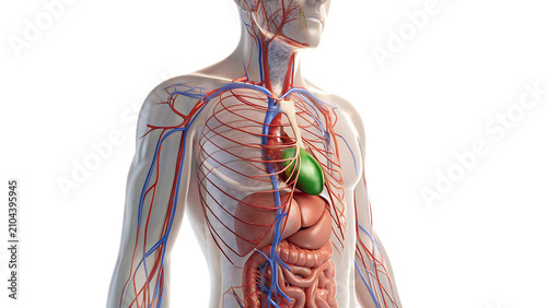 Photos Human circulatory system anatomy