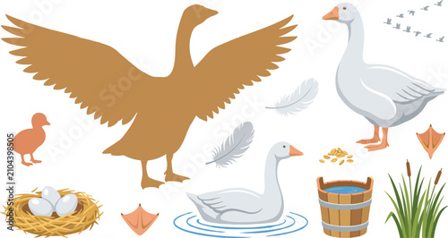 Schilderij op canvas Domestic Goose Farm Poultry Vector Set Featuring Swimming White Swan, Straw Nest