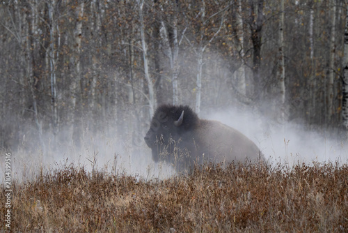 фотографія Wallowing bison