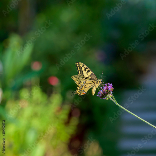 Fotografie An Old world swallowtail or yellow swallowtail butterfly (Papilio machaon) perch