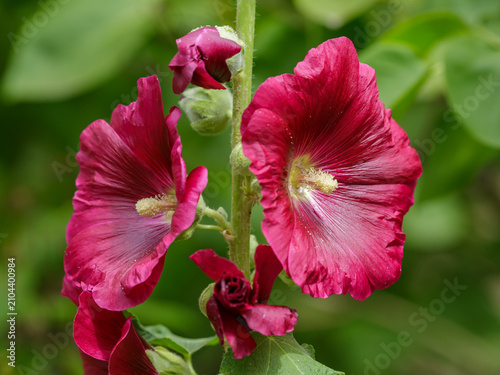 Hollyhock Indian. Spring HollyHock (Perennial) Alcea rosea.