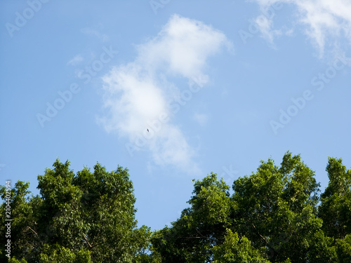 Tops of green leafy trees against a bright blue sky with scattered clouds and a distant flying bird.