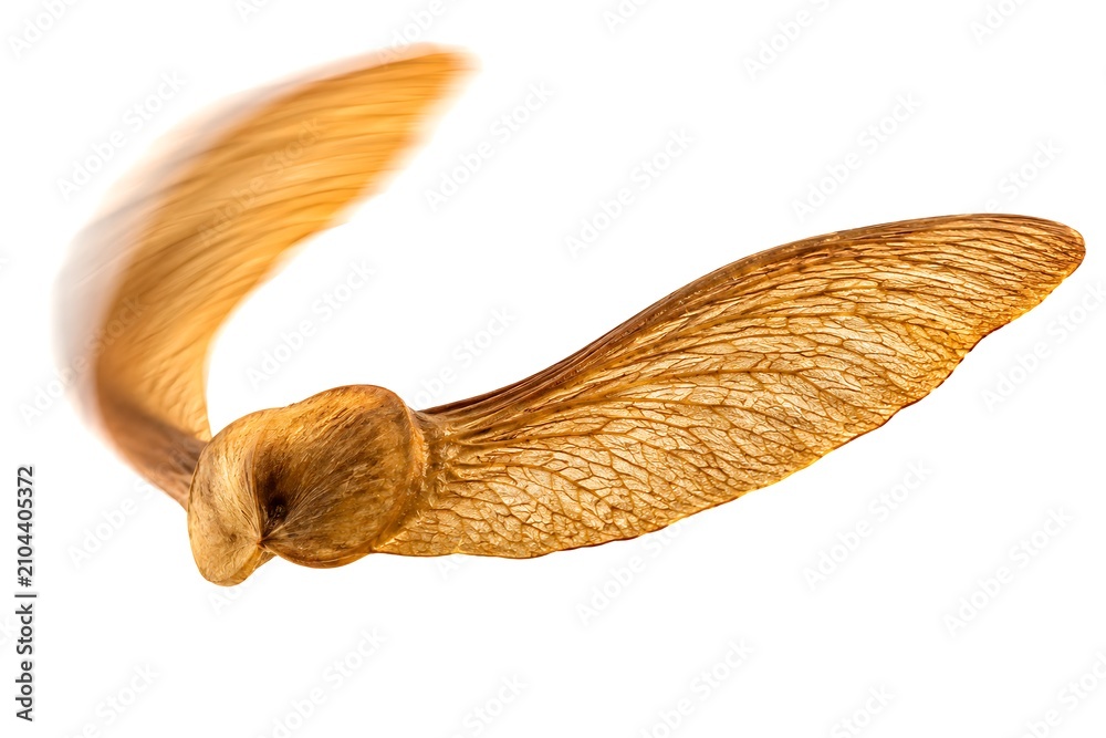 Obraz premium Flying maple seed with motion blur. Single samara spinning on a clean white background.
