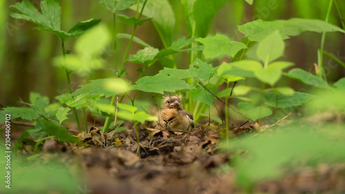 Foto Tiny common chaffinch fledgling sitting on the ground, partially concealed by green leaves