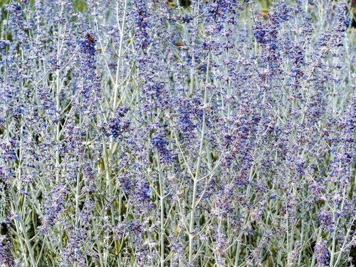 Tableau sur toile Salvia yangii or Perovskia atriplicifolia | Russian or Siberian sage, long, wisp