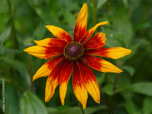 Fotografie Rudbeckia ( Latin- Rudbeckia), or “Black-Eyed Susan” is a genus of annual , bien