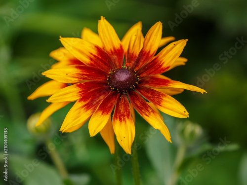 Konstfotografi Rudbeckia ( Latin- Rudbeckia), or “Black-Eyed Susan” is a genus of annual , bien