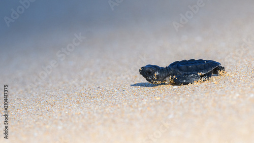 Fotografie Baby sea turtle hatchling crawling across a sandy beach toward the ocean