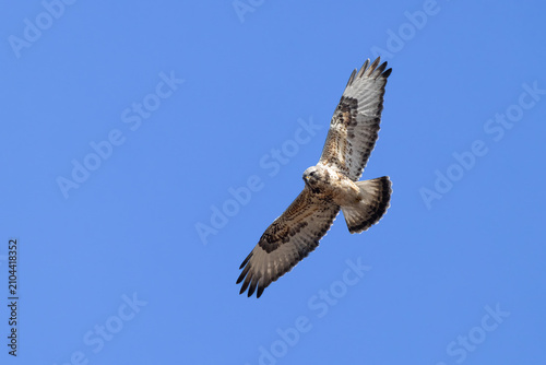 Canvastavla Rough-legged Hawk