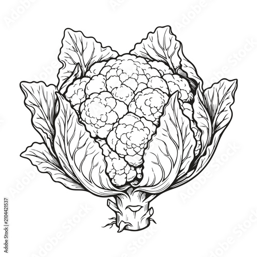 Fresh cauliflower sketch illustration with cauliflower vegetable illustration