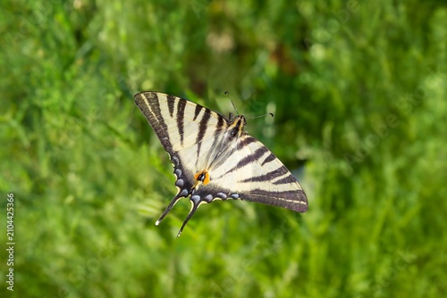 Принти на полотні A scarce swallowtail  (Iphiclides podalirius)