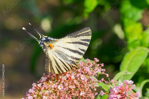 Fotografie A scarce swallowtail or pear-tree swallowtail butterfly (Iphiclides podalirius)