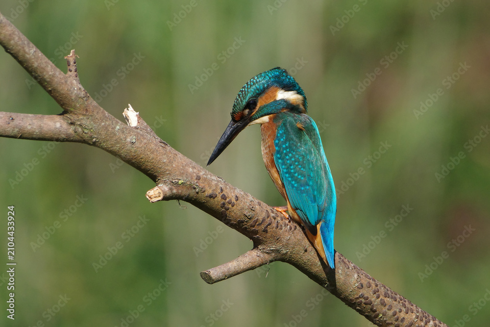 Obraz premium Common Kingfisher (Alcedo atthis) perched on a tree branch looking for prey with a soft green background.