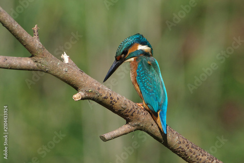 Quadro su tela Common Kingfisher (Alcedo atthis) perched on a tree branch looking for prey with a soft green background