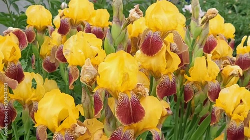 Group of yellow irises growing in a flower bed in the garden close-up