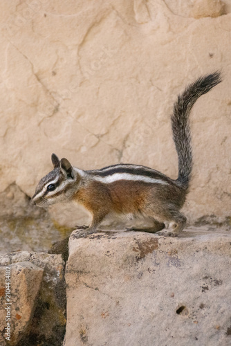 Cuadro en lienzo Uinta Chipmunk