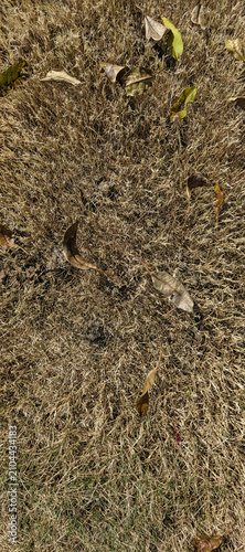 The Dormant Earth: Seasonal Autumn Leaf Decay and Natural Patterns Texture on the Cemetery Floor in Magelang