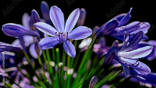 Cuadro en lienzo Purple agaphantus flowers (Agaphantus africanus)