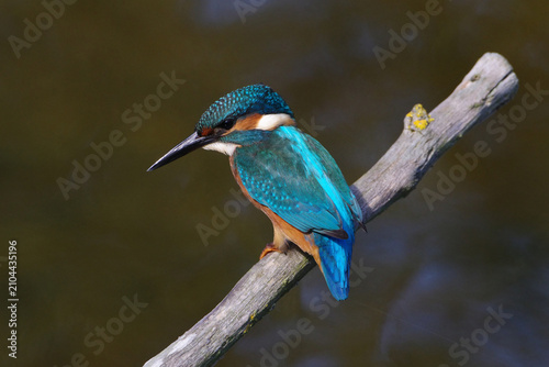 Quadro su tela Eurasian kingfisher bird sitting on a mossy twig with clean green bokeh background