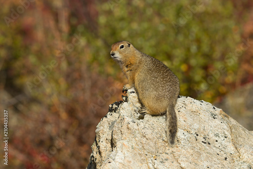 Arctic Ground Squirrel