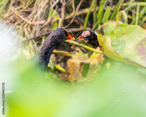 Eurasian Moorhen