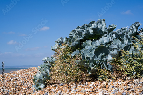 Obraz na płótnie Sea kale growing beside the English Channel