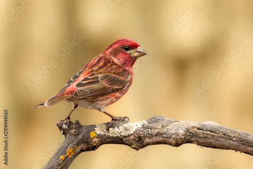 Slika na platnu Purple Finch male