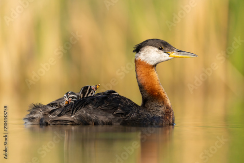 Foto Red-necked Grebe