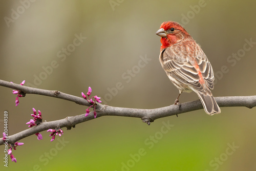 Canvas Print House Finch