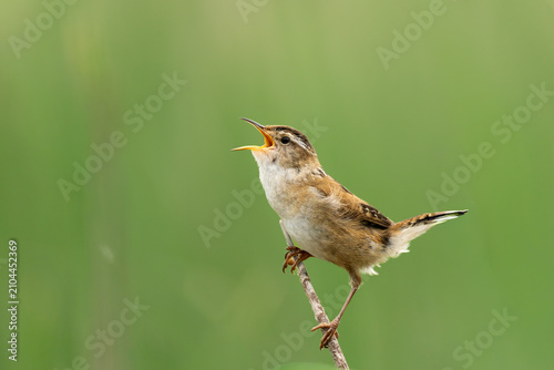 Картината върху платно Marsh Wren