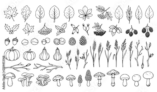 Hand Drawn Autumn Leaves Pumpkins Mushrooms Wildflowers Berries and Botanical Nature Elements Collection Illustration Set