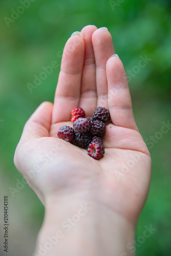 Freshly picked wild mulberries resting in a hand along a forest trail in Shenandoah National Park, Virginia
