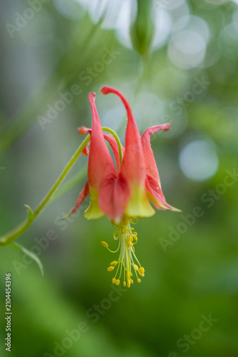 A vibrant wild columbine (Aquilegia canadensis) blooming in Shenandoah National Park, Virginia, with a soft forest bokeh background