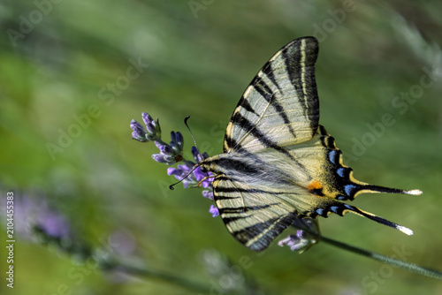 farfalla