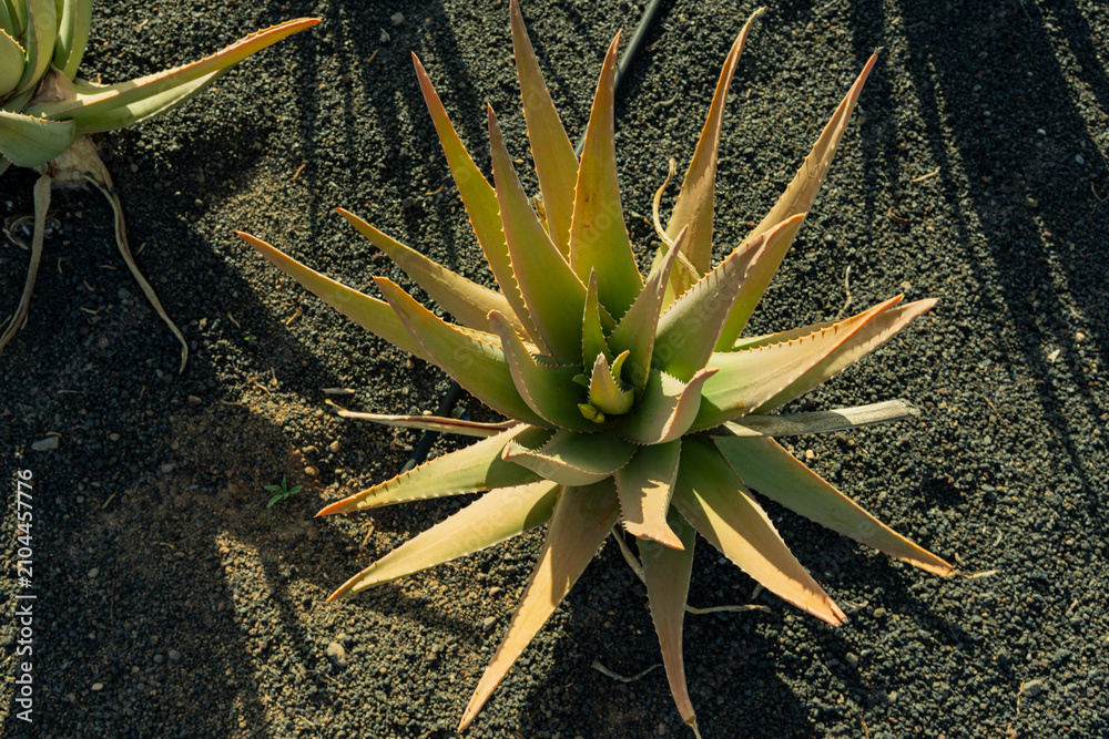 Fototapeta premium Aloe Vera plant thriving in volcanic soil, showing healing properties and organic cultivation under bright sun