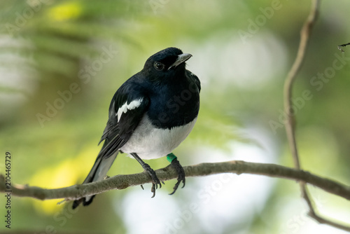 Fotografía a Oriental magpie robin on a tree branch