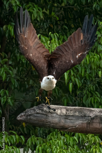 a brahminy kite eagle flying freely among the dense trees