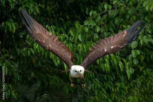 a brahminy kite eagle flying freely among the dense trees