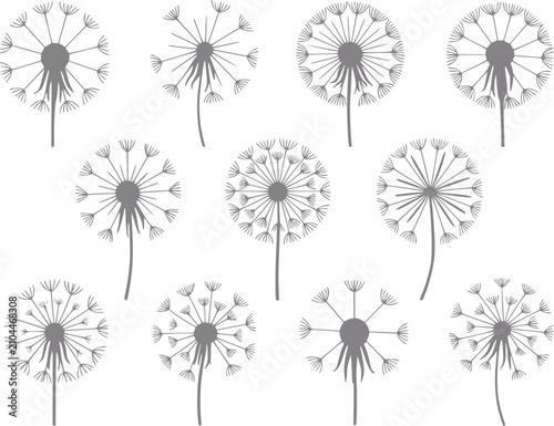 Fotografie Una colección de diez siluetas grises de flores de diente de león aisladas sobre