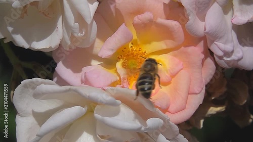 Bee, on rose Flower. Honeybee and Rose.
