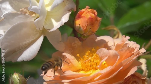  Bee on rose Flower. Honeybee and pink Roses. Close-up
