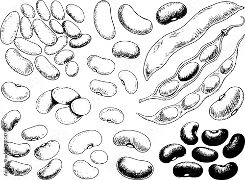 Obraz na płótnie Dibujo a mano de varios frijoles y vainas, incluyendo frijoles rojos y soja en u