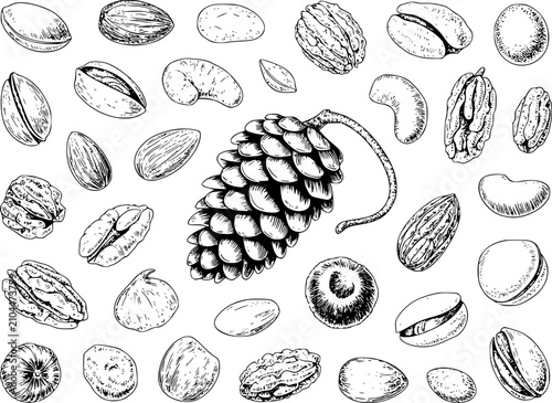 Obraz na płótnie Dibujo a mano de varios frutos secos, semillas y una piña dispuestos en un patró