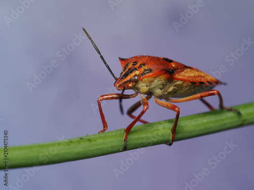 Macro detalle de una chinche de campo roja y dorada sobre un tallo verde. Fotografía de naturaleza con fondo colorido desenfocado, ideal para conceptos de biodiversidad y vida silvestre.