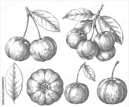 Cuadro en lienzo Vintage engraved cherry illustration collection featuring ripe sweet cherries, f