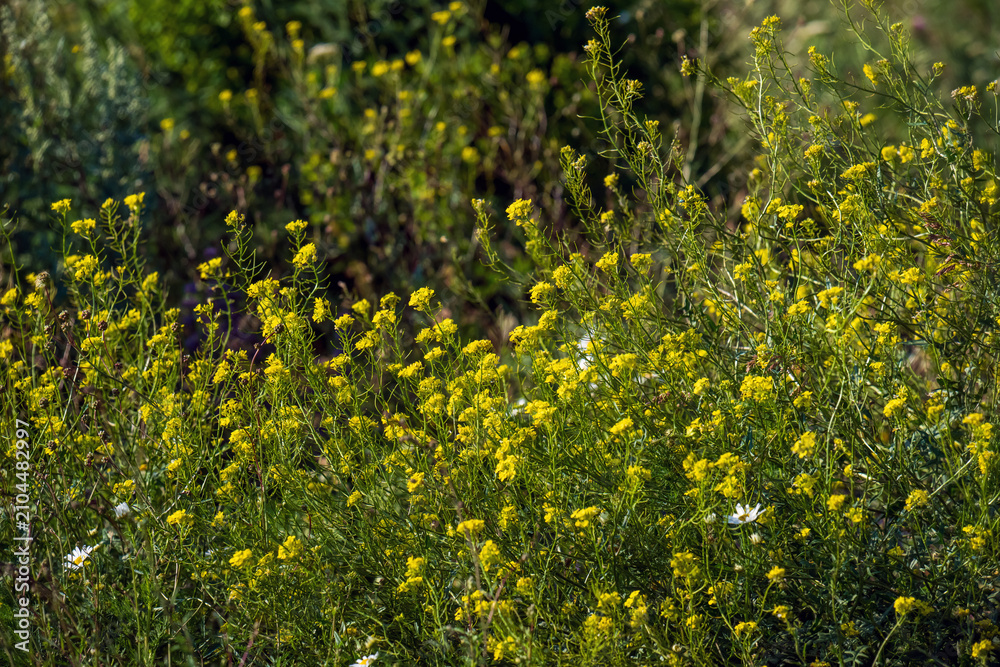 Obraz premium Flora in sunlit meadow, vibrant yellow blossoms among green plants